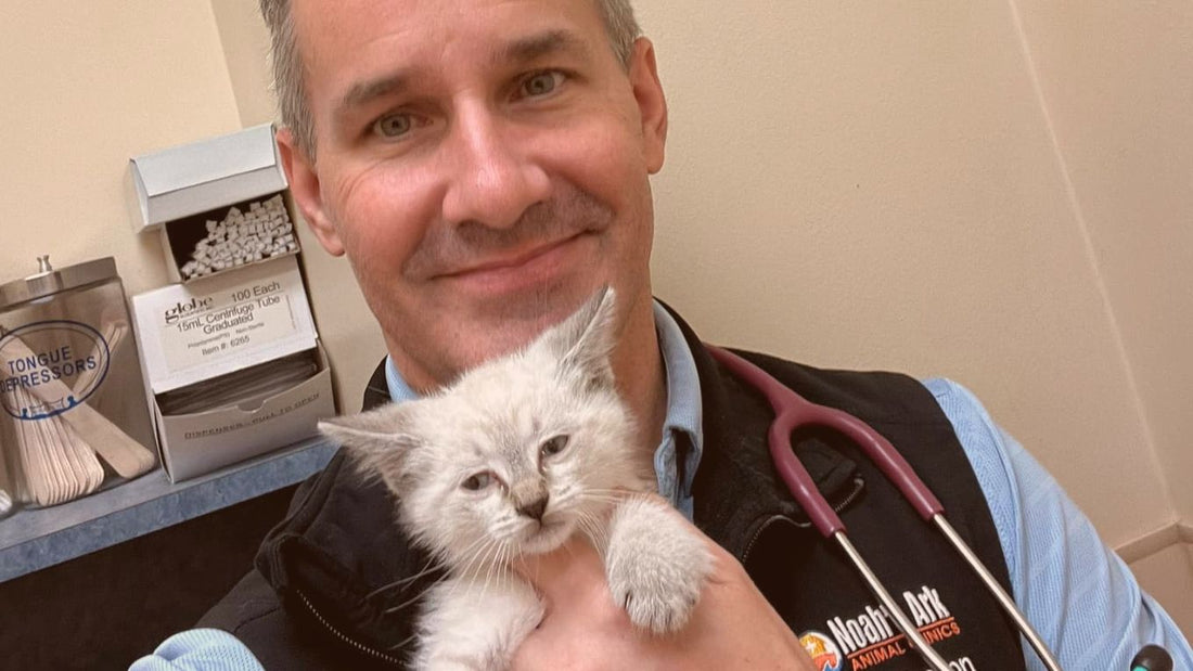 What Vets Say About Cats Wearing Moggie: Expert Insights from Dr. Matt McGlasson
