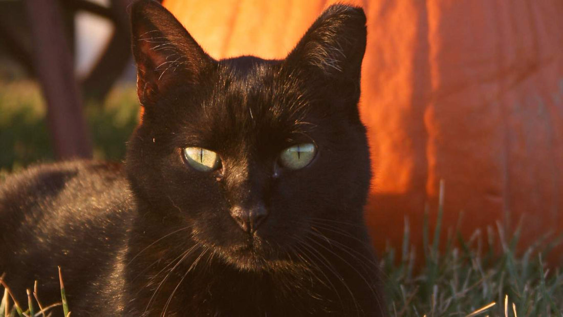 🎃 Halloween Safety Tips for Cats