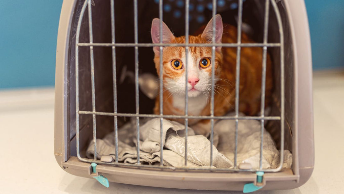 Moggie's Guide to Stress-Free Vet Visits
