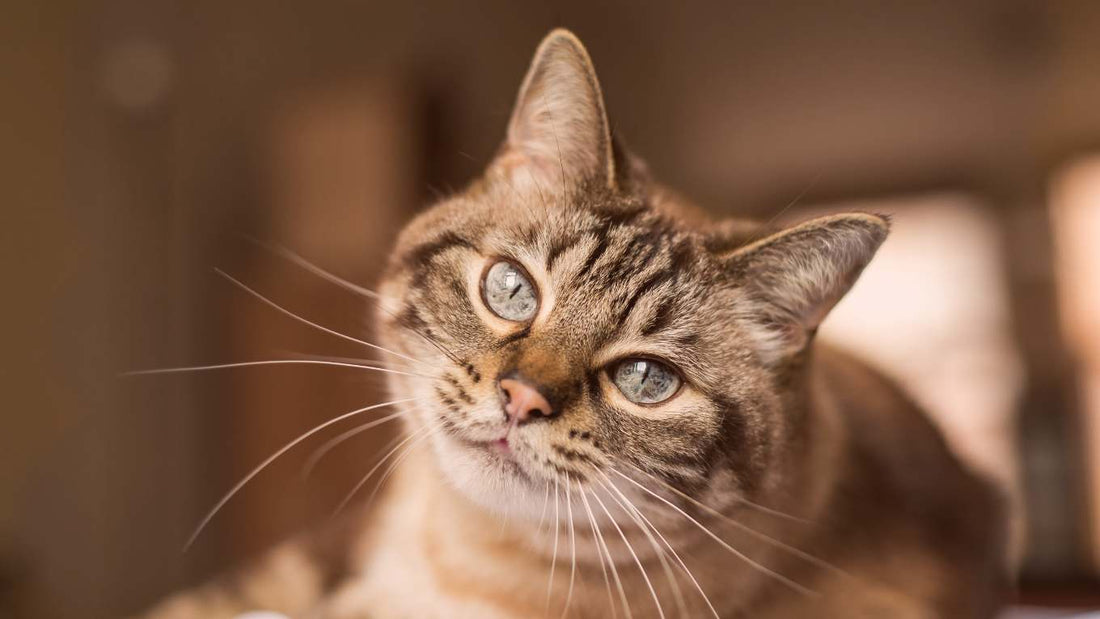 Are You Misreading Your Cat’s Body Language?