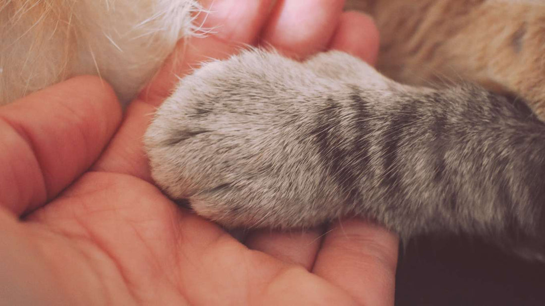 Daily Rituals to Strengthen Your Bond with Your Cat