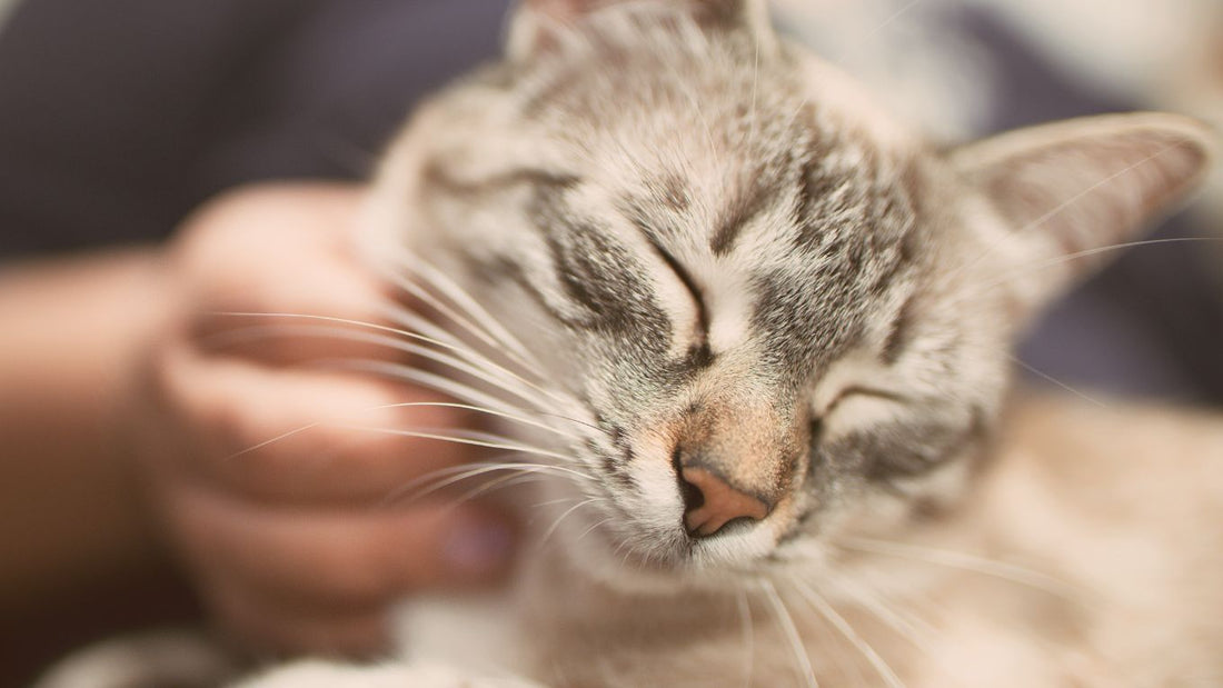 7 Signs that your cat loves you