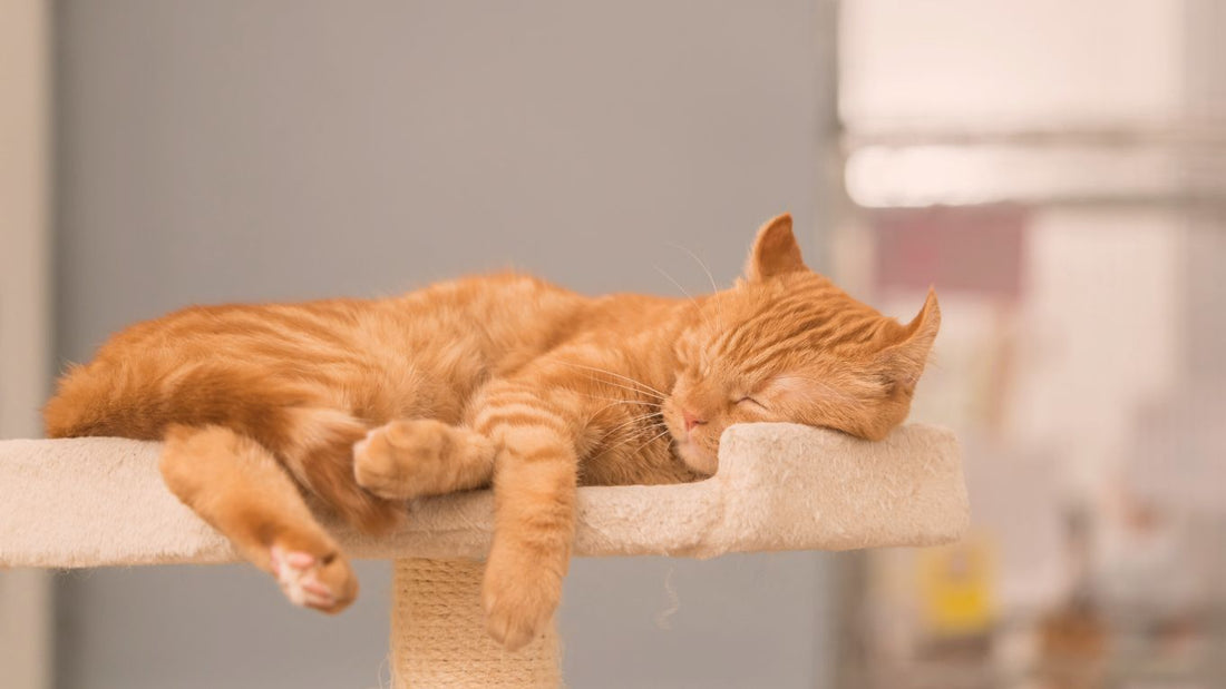 How Cats Recharge: Understanding Their Need for Space and Rest