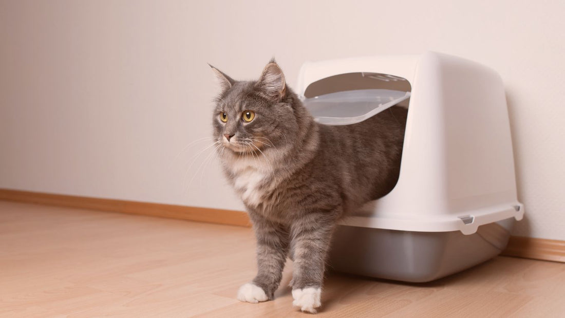 Post-Poop Zoomies: Why Your Cat's Energy Explodes After Using the Litter Box