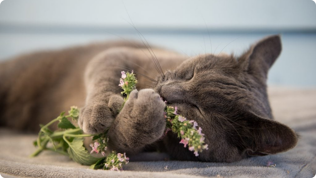 What Does Catnip Do to Cats?