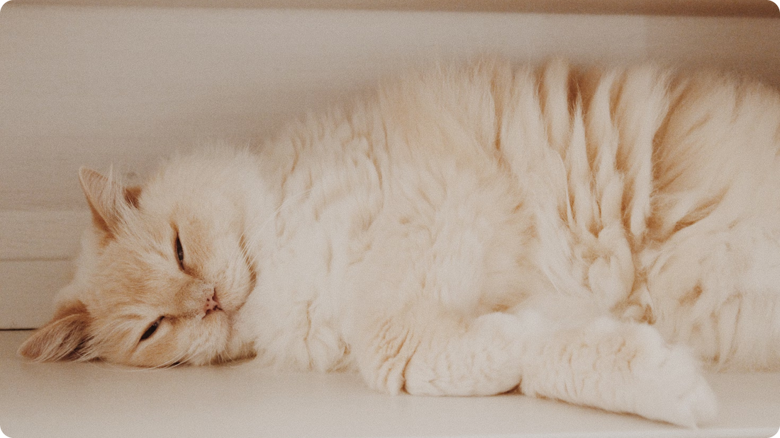 Helping Your Cat Lose Weight