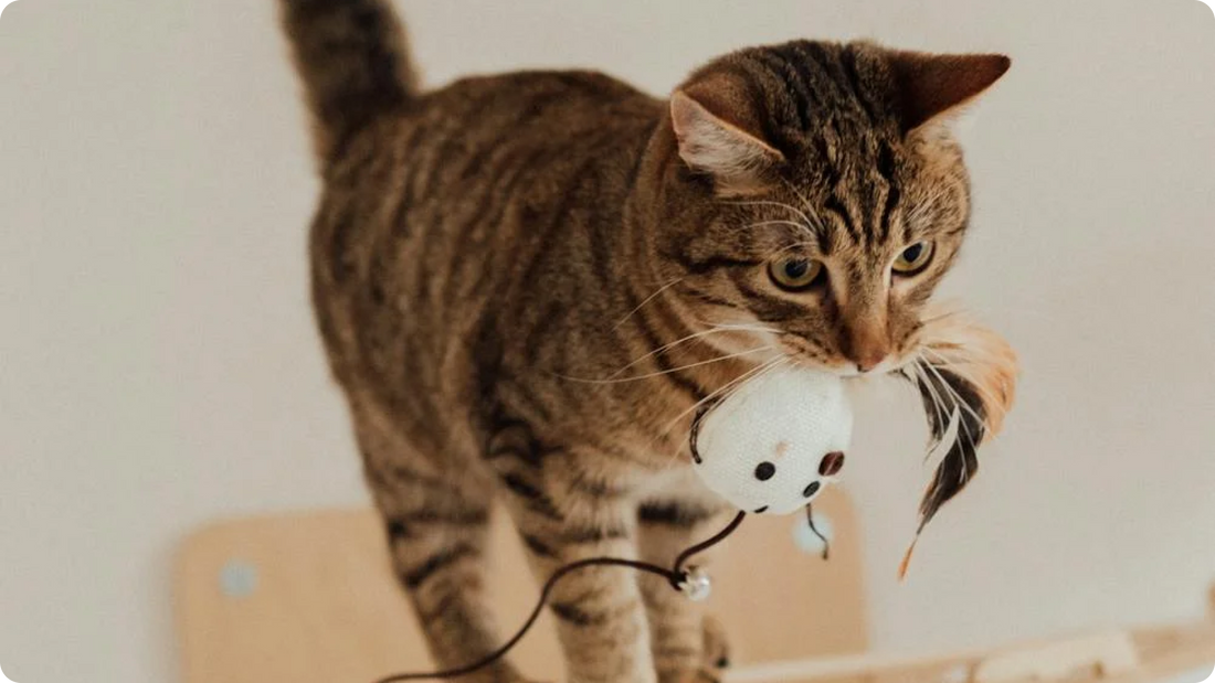 Keeping Your Cat Entertained When You're Away