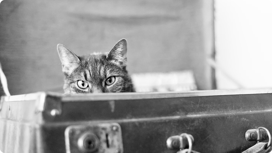 Your Guide to Planning Cat Care for Vacation