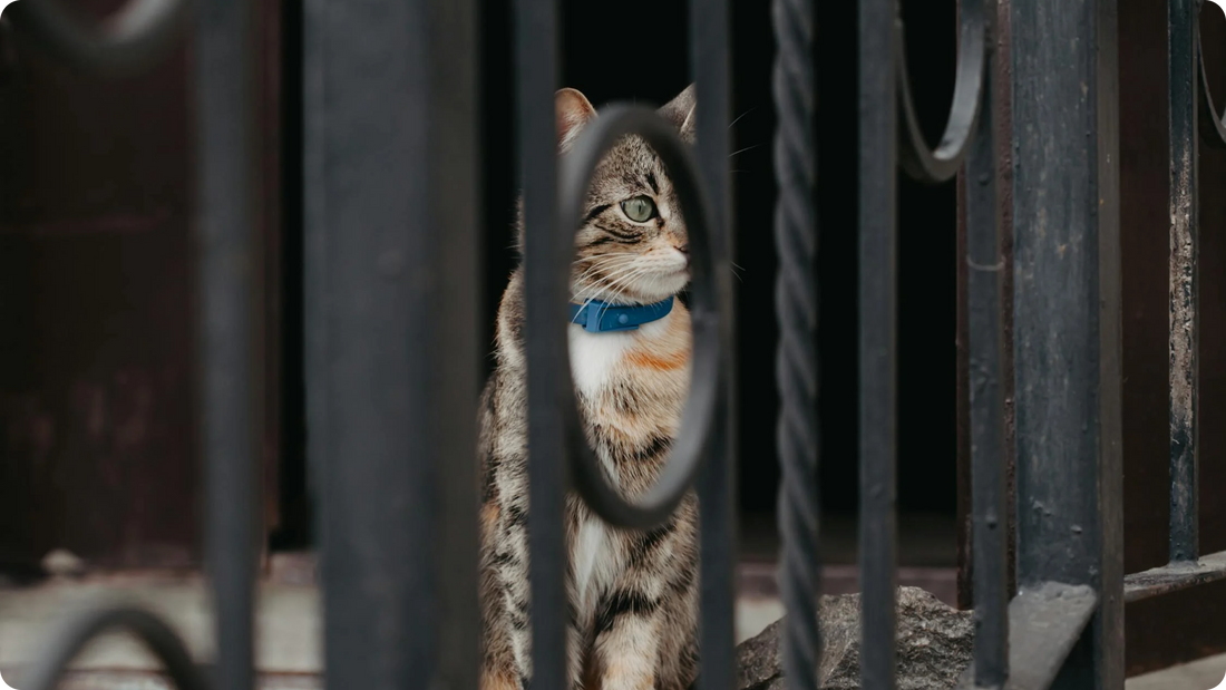 Collar Training Your Cat: The Easiest Way to Teach Your Cat to Wear a Collar
