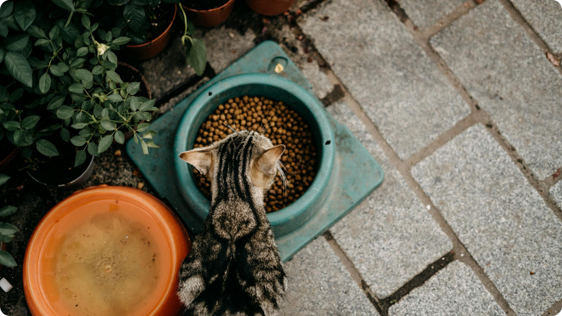 Deciphering Cat Food Labels: A Beginner's Guide