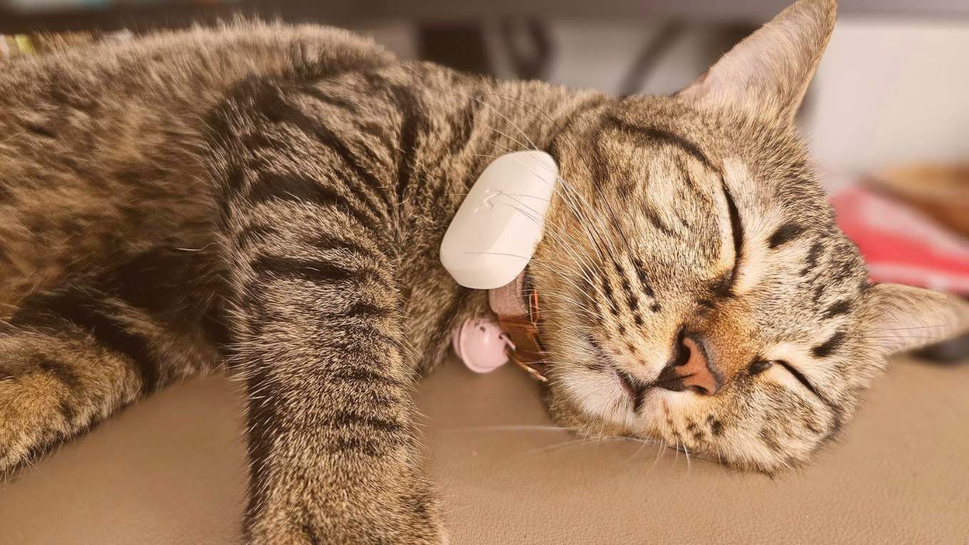 Cat Image