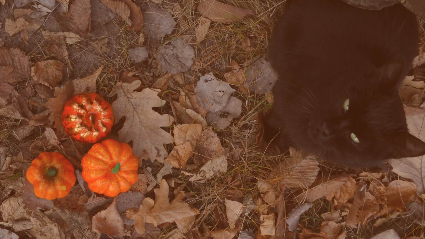 Cat Image