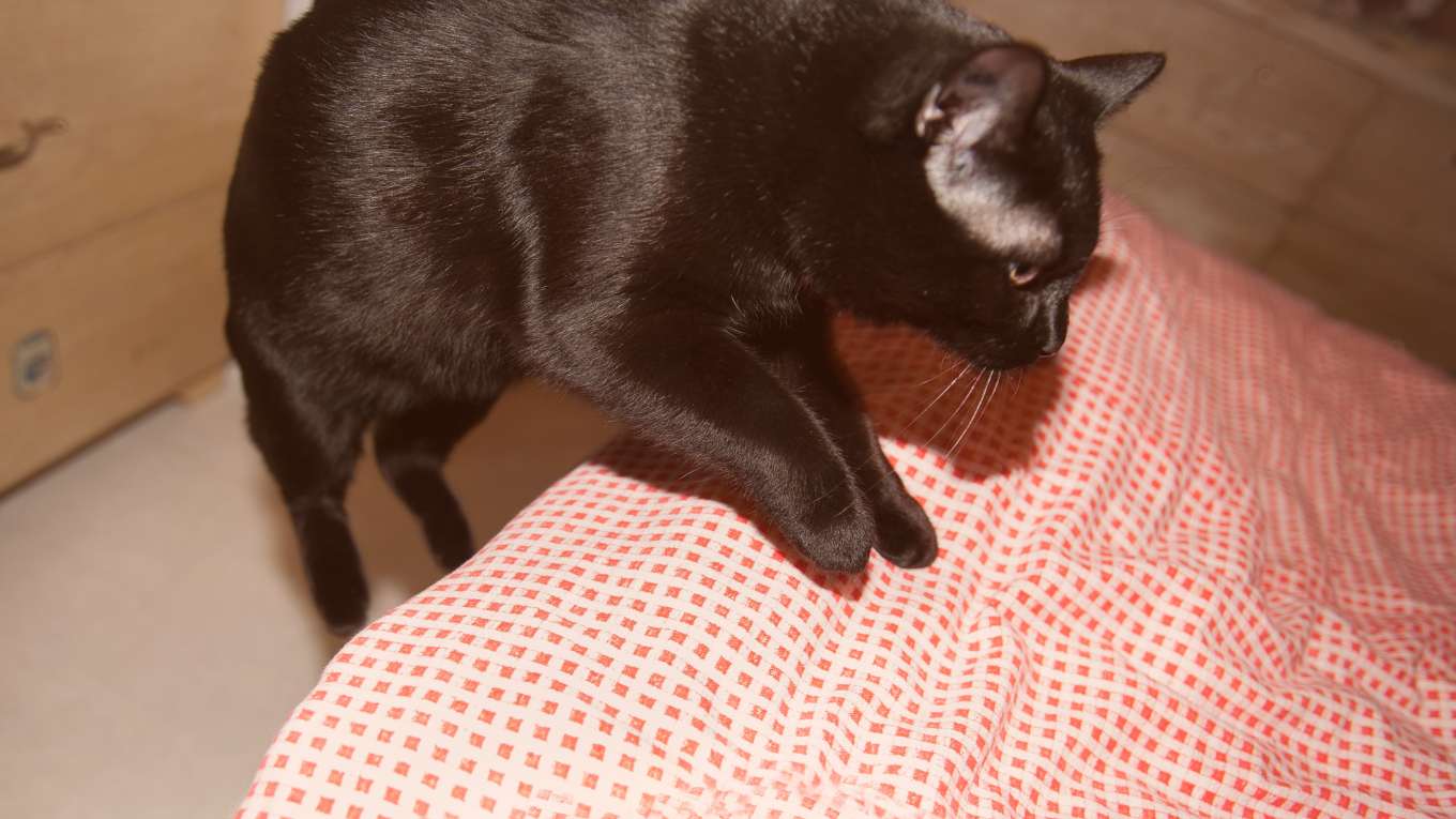 Cat Image