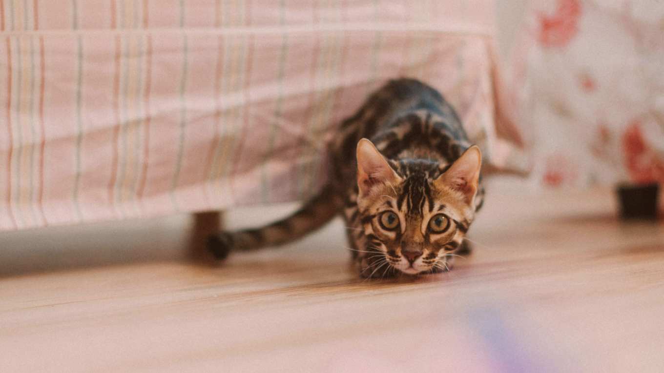 Cat Image