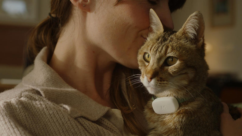 Cat wearing Moggie smart wellbeing Tracker