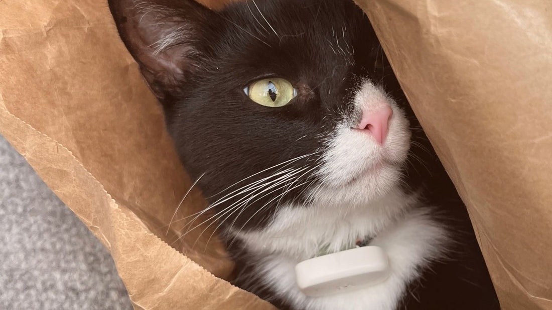 What cat behavior tells you about them