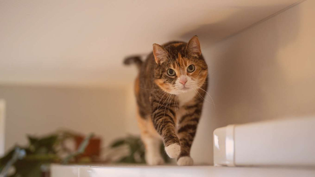 Why Does My Cat Run Around the House at Night?