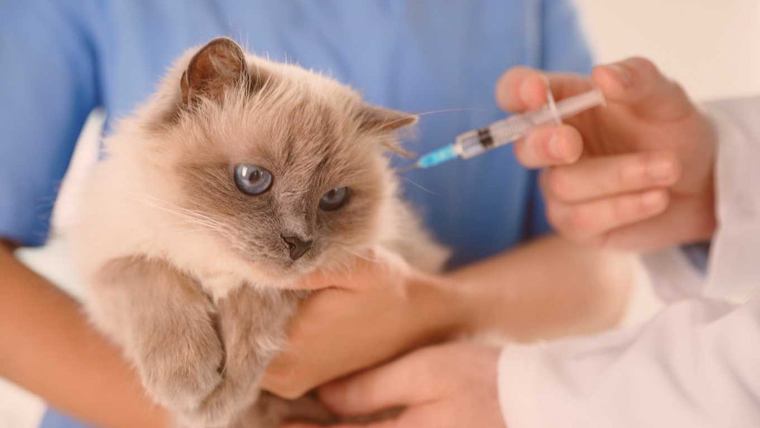 Which vaccinations do indoor cats need? (US & UK)