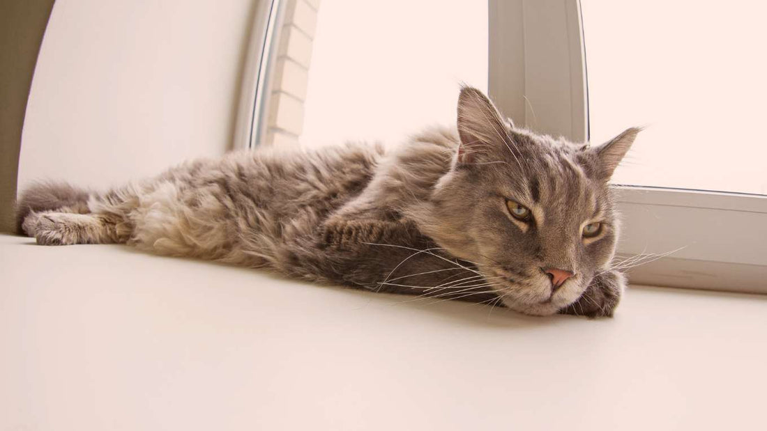 How to tell if your cat is in pain