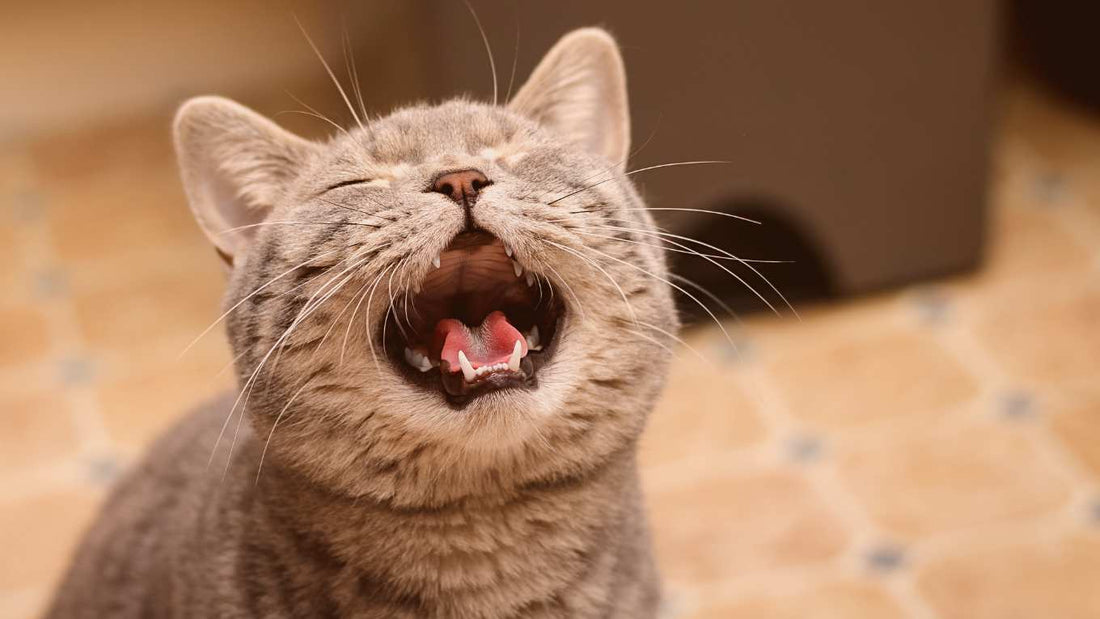 Why is my cat meowing at night?