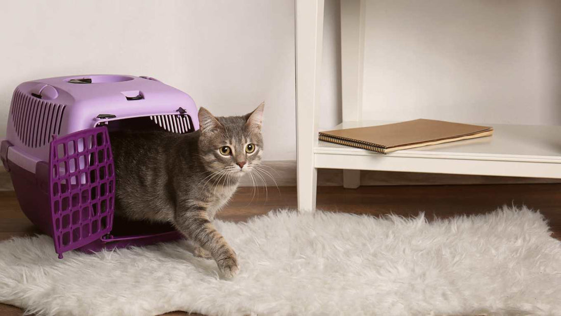 How to help your cat settle when moving house