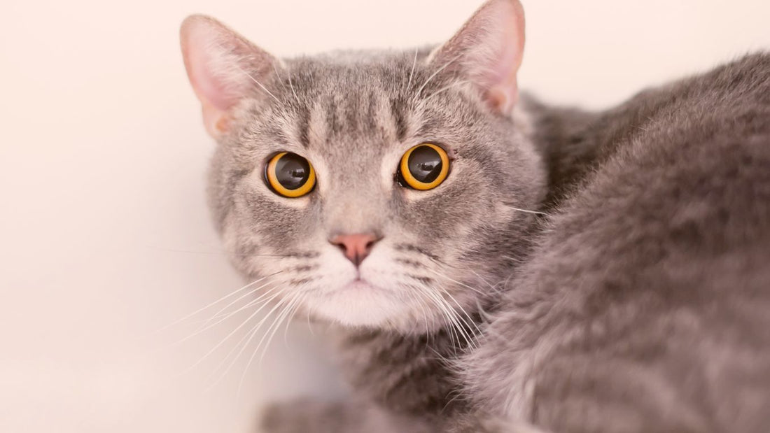 Hidden Signs of Cat Stress: What to Watch For