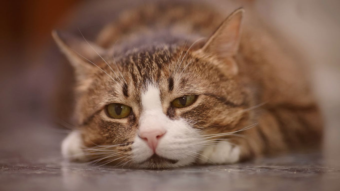 Is Your Cat Acting Differently? Small Changes Could Mean More Than You Think