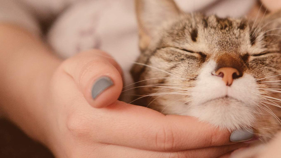 Respecting Boundaries: The Right Way to Pet a Cat
