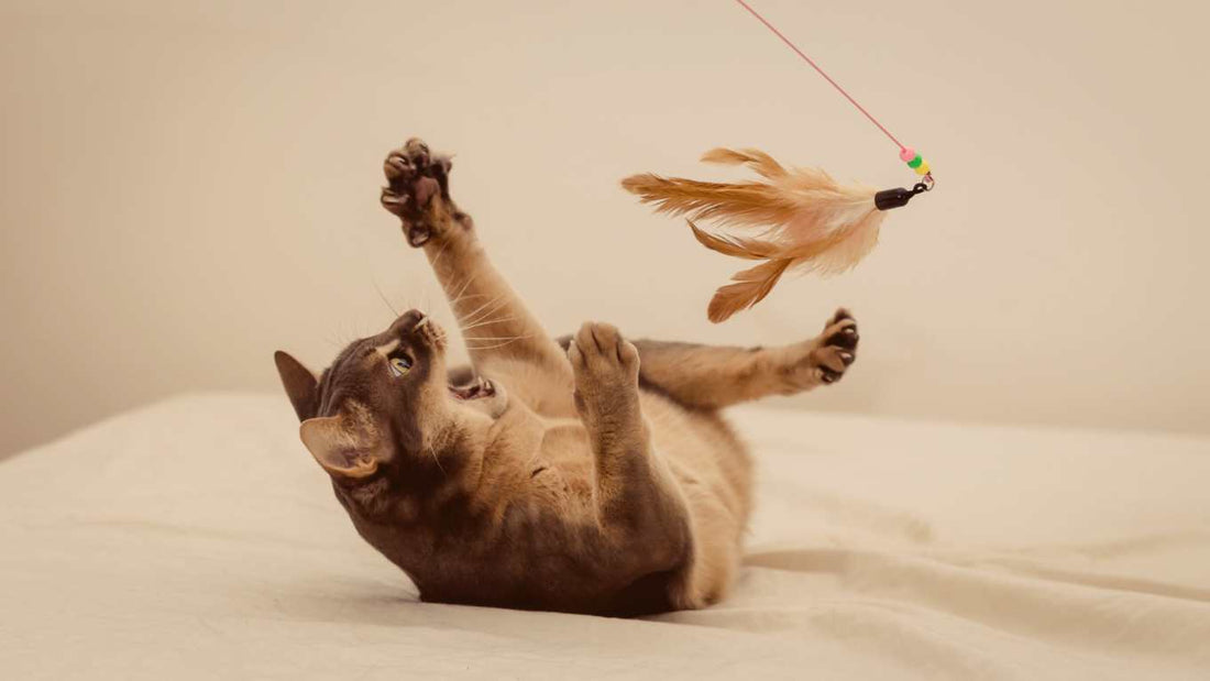The Importance of Play for Stress Reduction in Cats