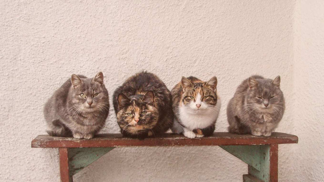 Stress Reduction Tips for Multi-Cat Households