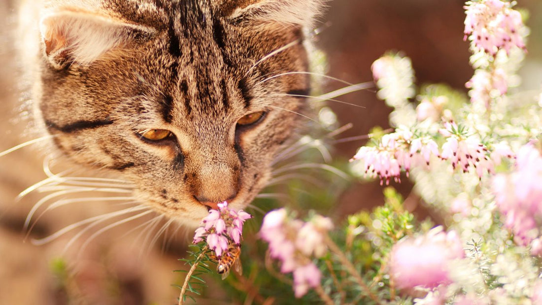 Cat-Safe Flowers: What to Avoid and What to Bring Home