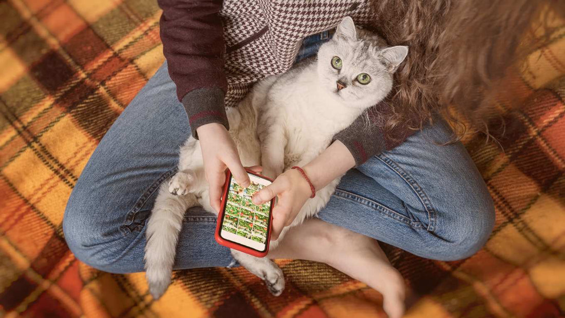 Chatting with Your Cat on the Moggie App!