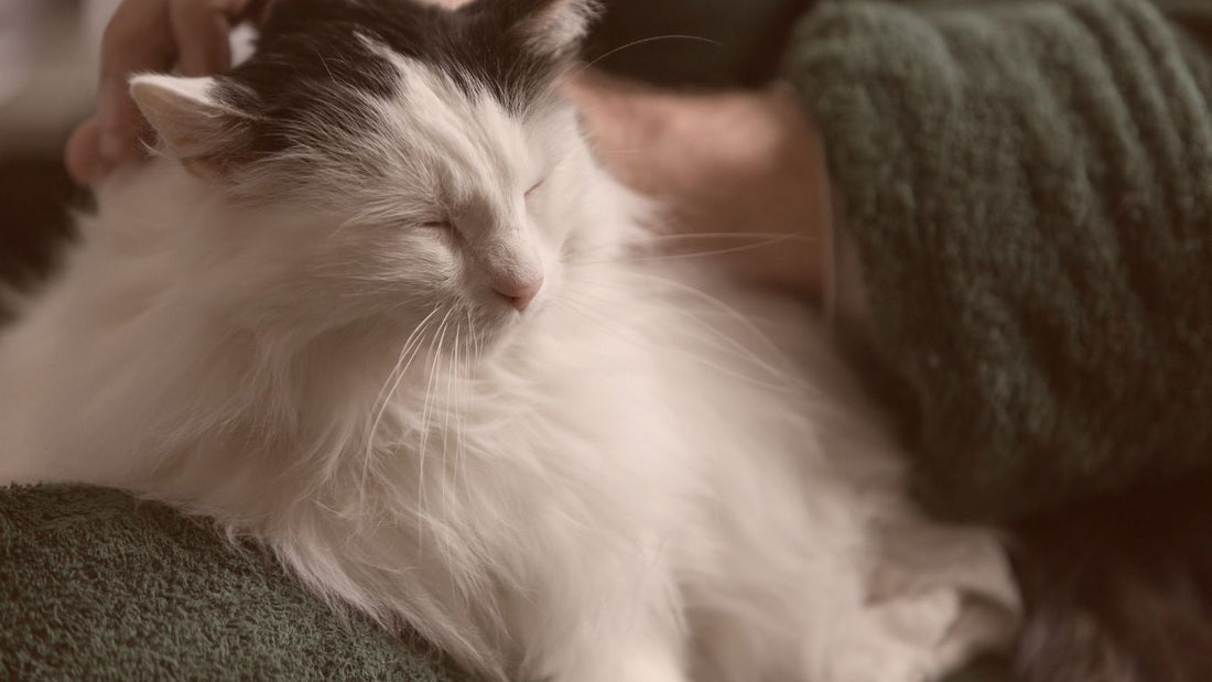 Is Your Cat Slowing Down? It Might Be More Than Age