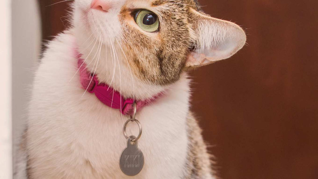 Do indoor cats need collars? Here's everything you should know