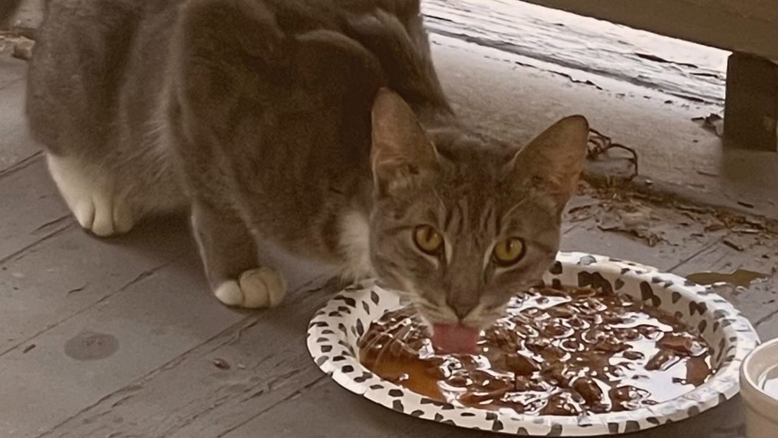 Fern: From Feral to Forever Friend