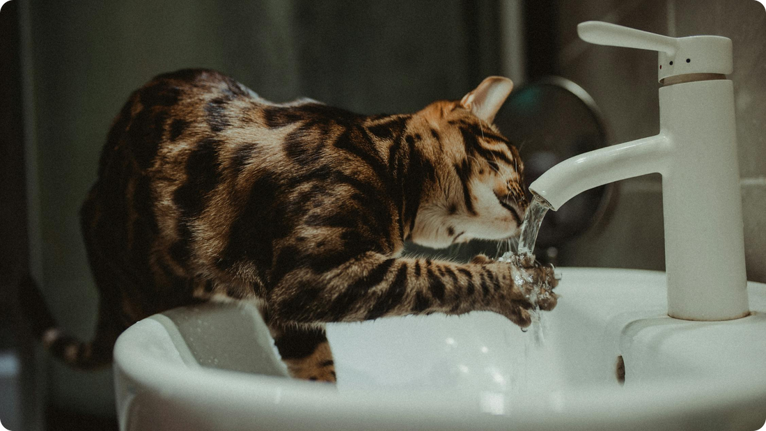 Tips for Encouraging Your Cat to Drink More Water