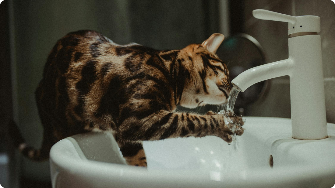 What Does It Mean If My Cat Is Drinking More Than Usual?