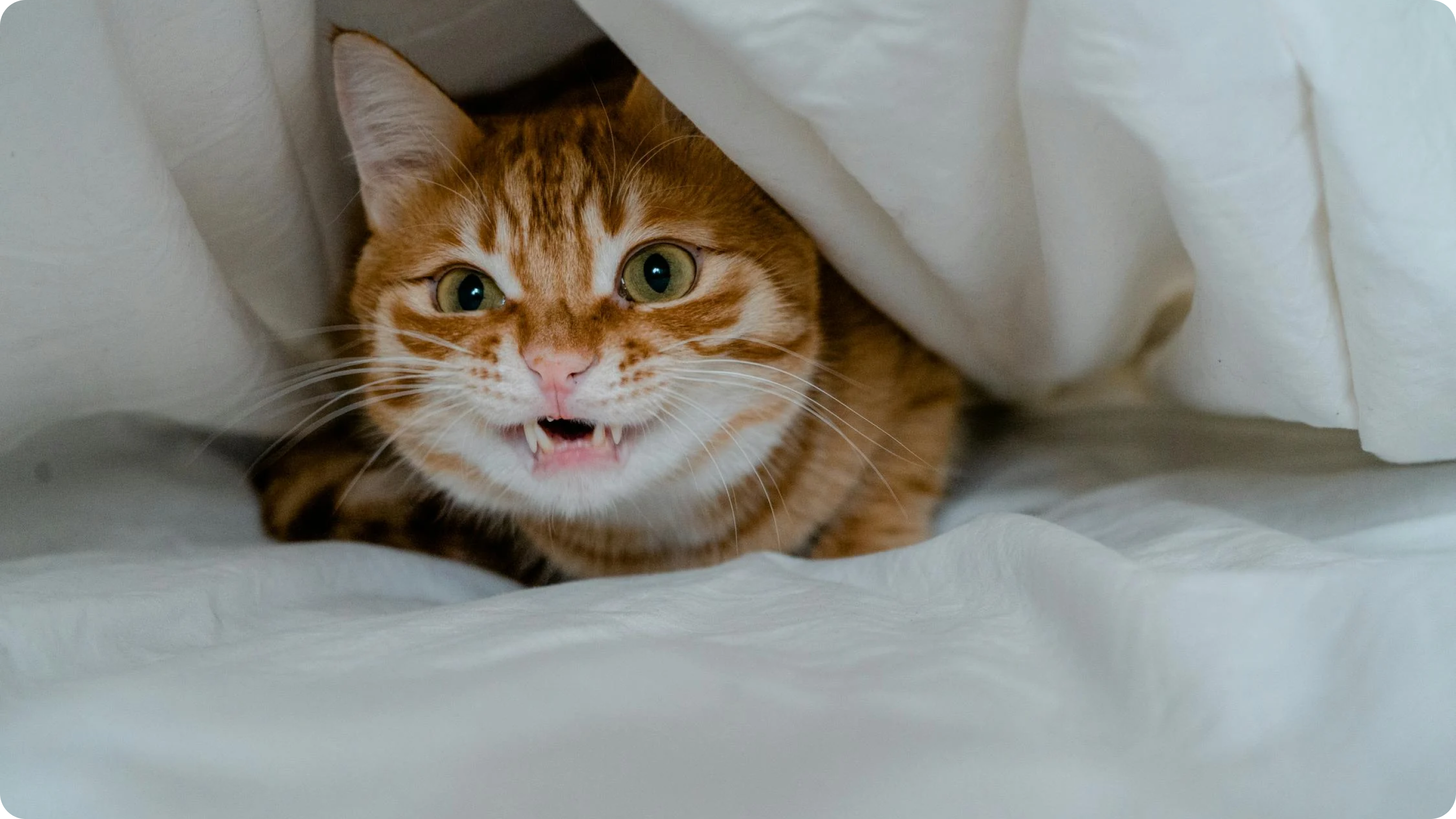 Understanding and Managing Food Aggression in Cats – Moggie