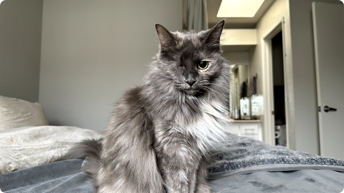 Moggie Spotlight: Miss Ivy Cat