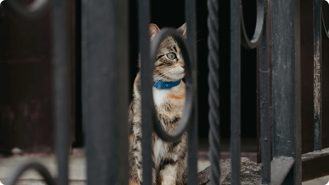 Collar Training: The Easiest Way to Teach Your Cat to Wear a Collar