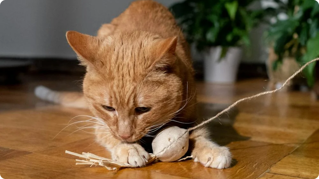 DIY Cat Enrichment Activities to Keep Your Feline Friend Happy and Healthy