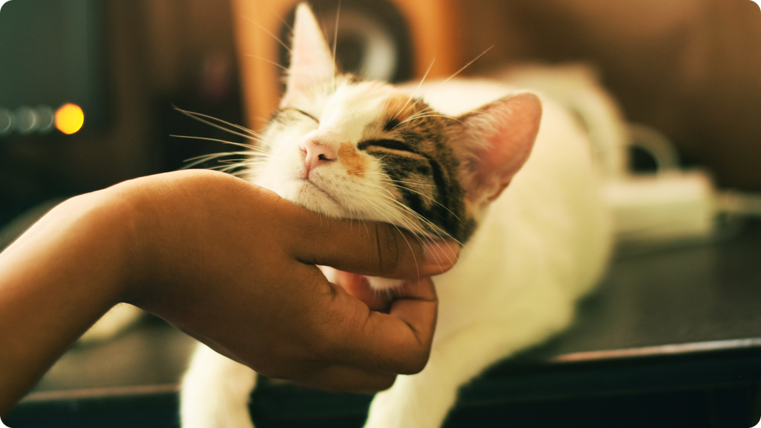 The 5 Health Benefits of Being A Cat Parent