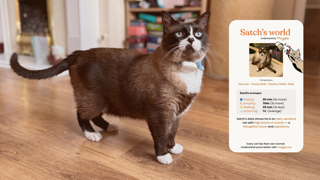 What Satch’s Daily Routine Shows Us About How He Feels