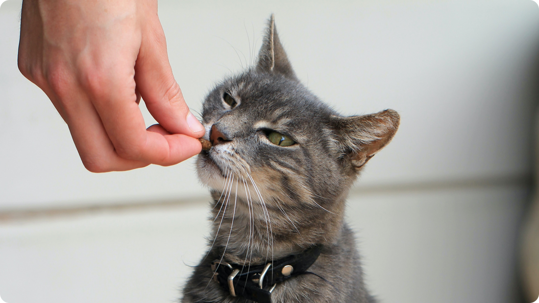how-to-give-your-cat-medicine-moggie-cat-activity-tracker