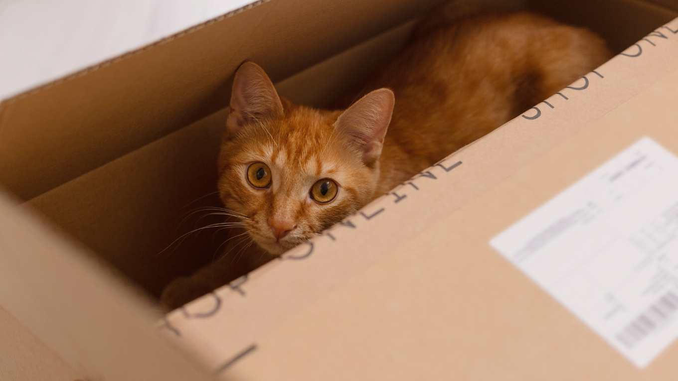 Cat Image