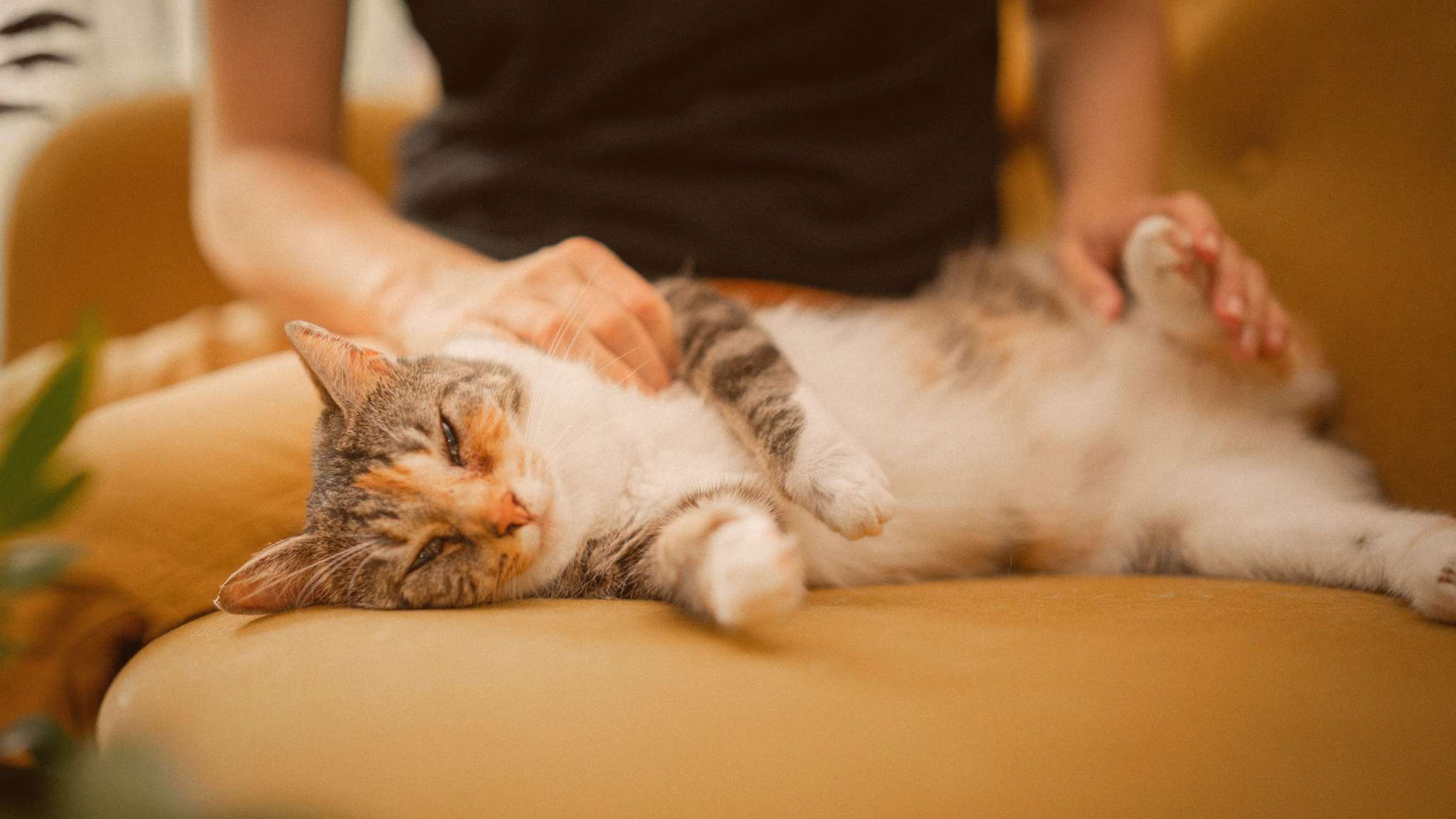 Cat Image