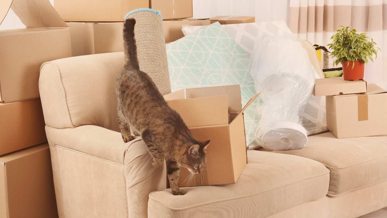 Cat Image