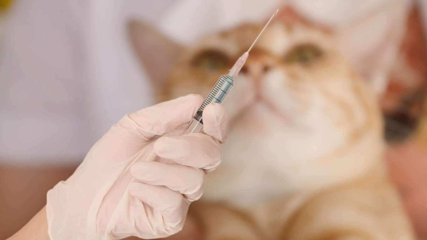 Cat Image