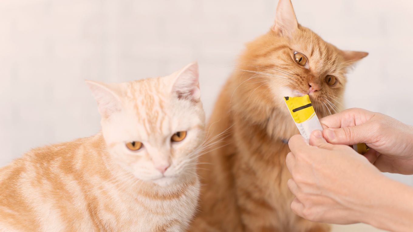 Cat Image