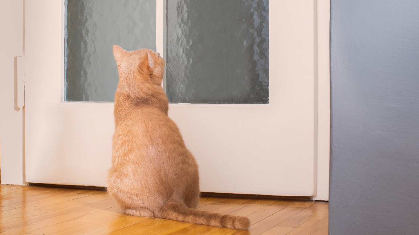 Cat Image